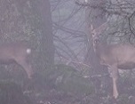 Chevreuils dans la brume